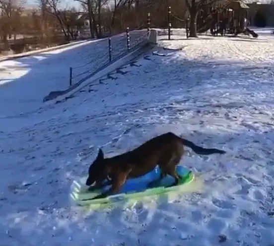 Dog goes sledding by itself