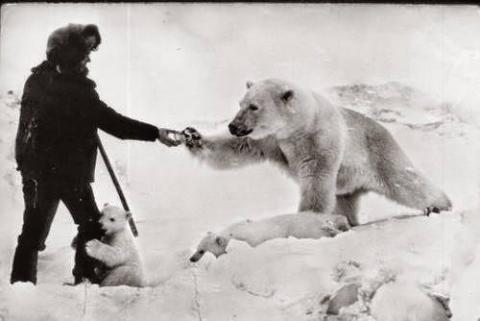 Training polar bears