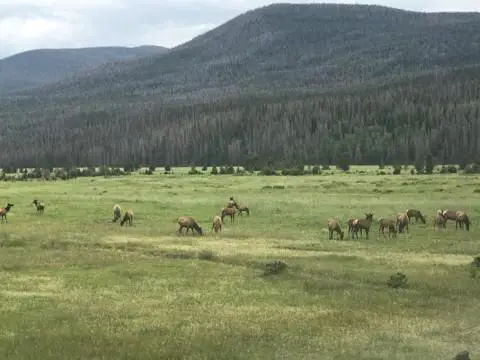 Caribou/elk at Rocky Mountain National Park