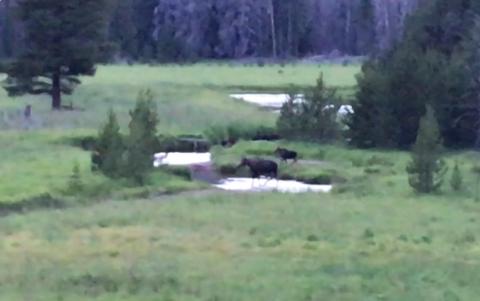 Two moose in Rocky Mountain National Park
