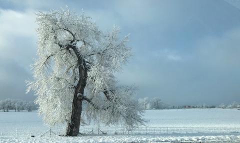 A snow white tree, Louisville, Colorado