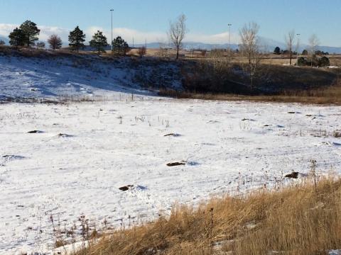 A field of prairie dogs in Broomfield or Louisville, Colorado